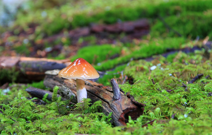 Landscapes, photo 16