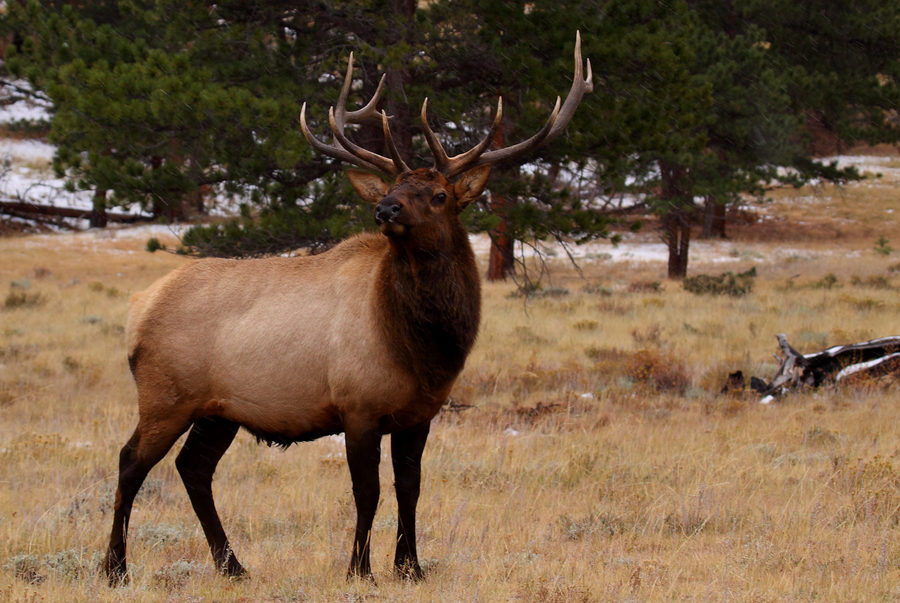 Wildlife, photo 9