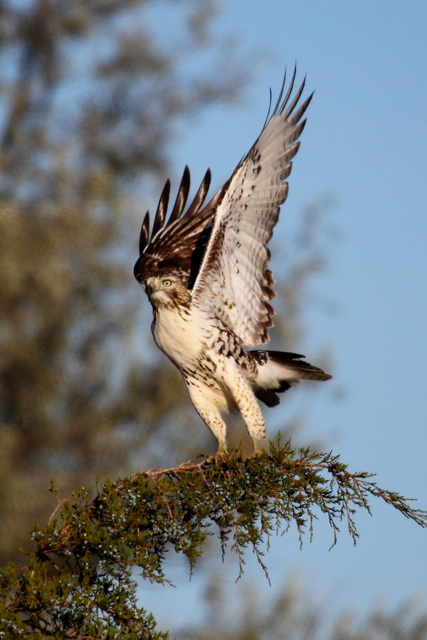 Wildlife, photo 11