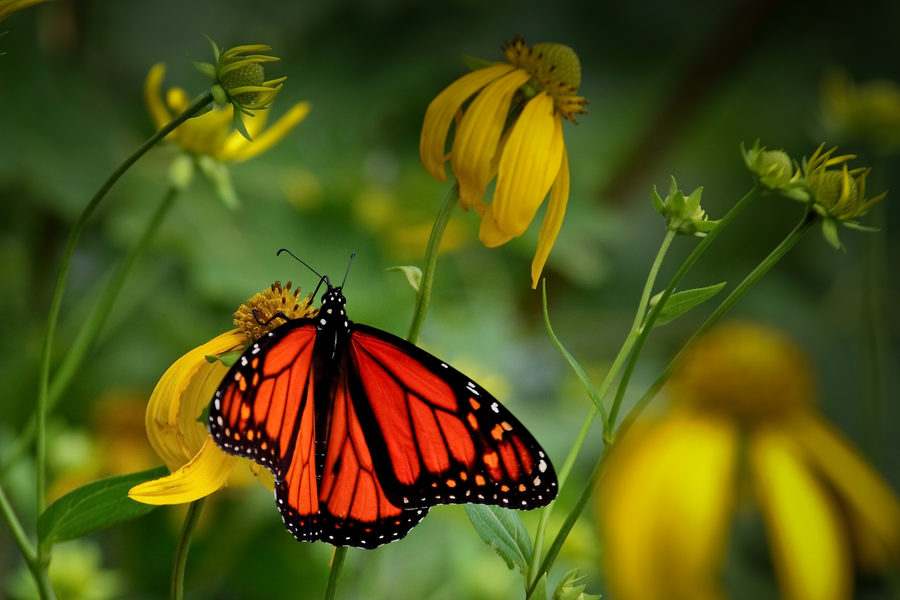 Wildlife, photo 13