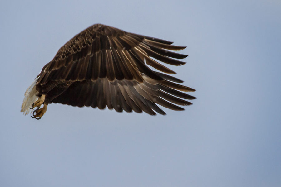 Wildlife, photo 20