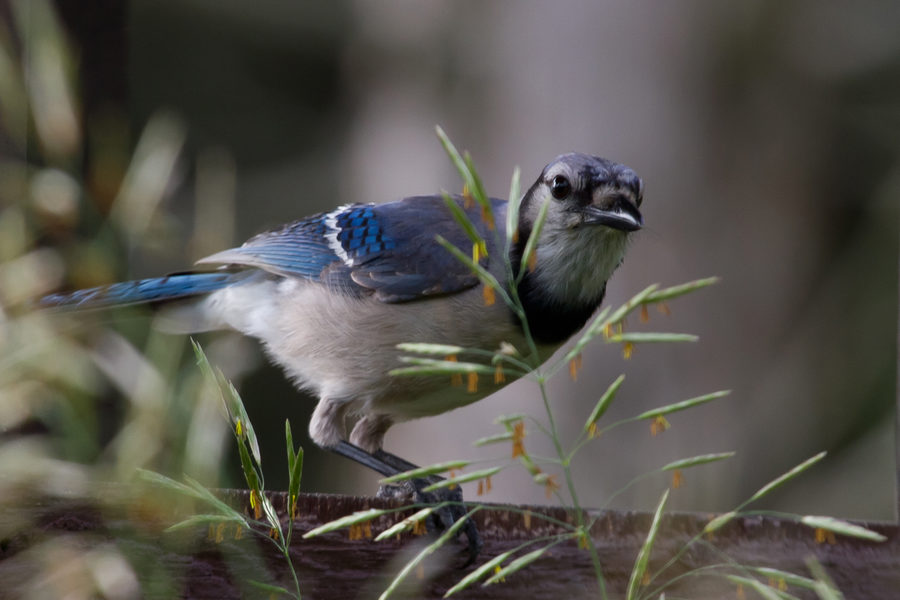 Wildlife, photo 23