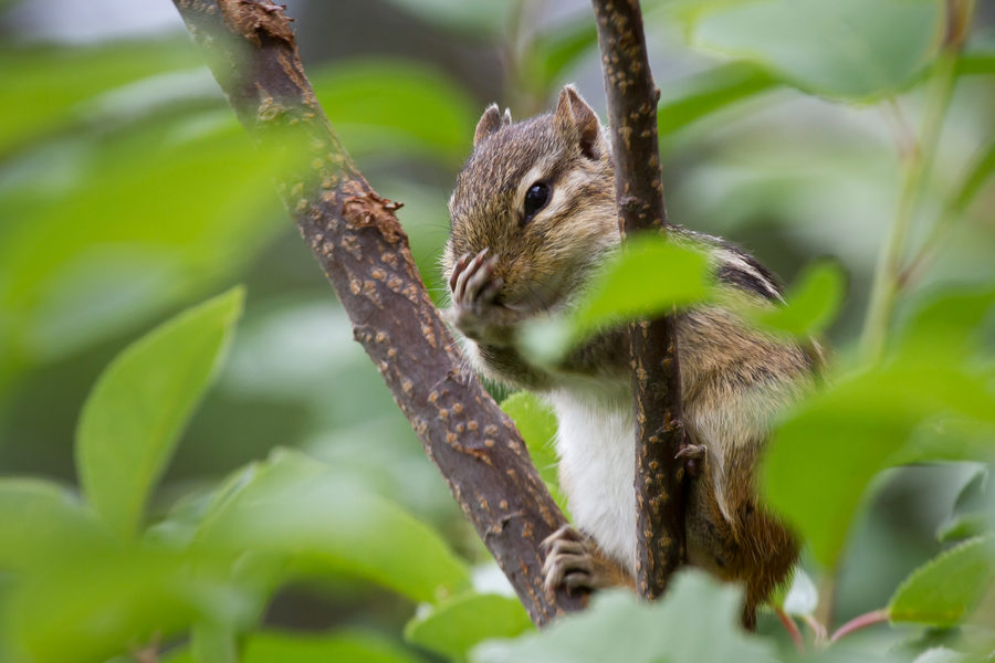 Wildlife, photo 24