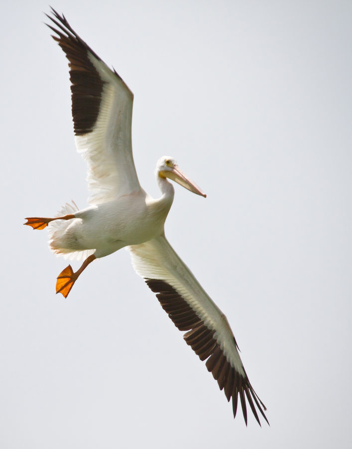 Wildlife, photo 25