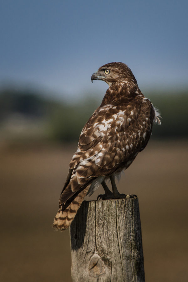 Wildlife, photo 28